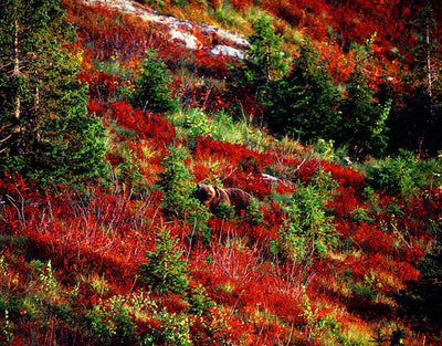 Bears loading up on food