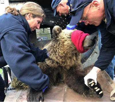 Living among bears: a homeowner's guide