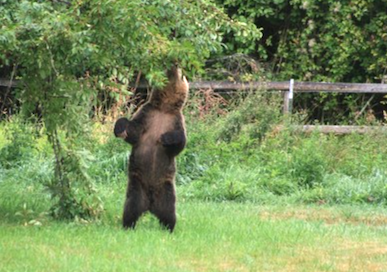 Learning to live alongside bears