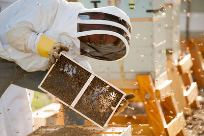 Bee scientists convene in Bozeman