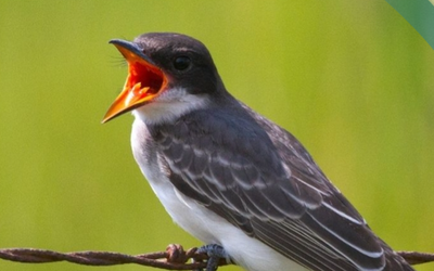 Bird Festival takes flight in June