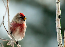 Christmas Bird Count reveals new species