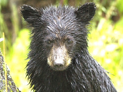 Black Bears: the unsung bear of Montana