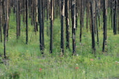 Glacier After the Fires