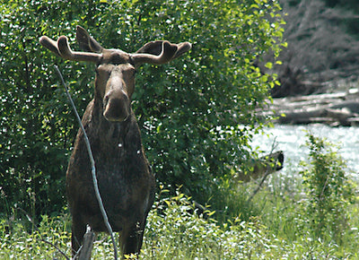 Wildlife agency flubs hunting license drawing