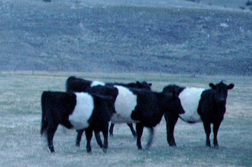 Learn about raising cattle in Montana