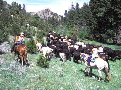 A new approach between ranchers and wolves