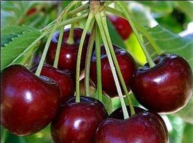 Polson Cherry Festival July 16-17