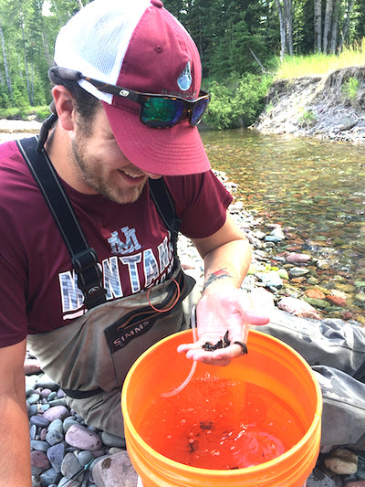 Life Underground: the stonefly