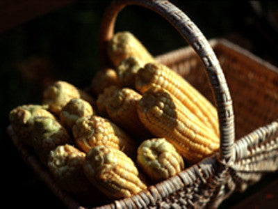 Growing Vegetables in Montana