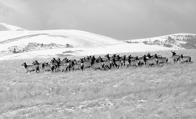 How Montana manages elk populations