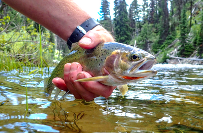 Record low water flows prompt fishing restrictions