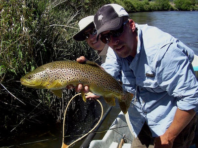 Montana trout facing decline in several rivers
