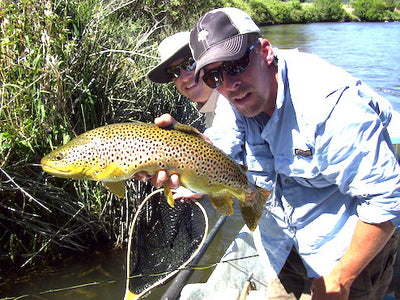 Clark Fork River brown trout in decline