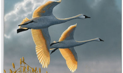 Duck Stamp winner announced