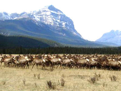 Professor continues world’s longest elk study