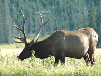 Montana Living Outdoors: the Rhynard Ranch for Elk Hunting