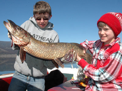 Northern Pike: freshwater fighters