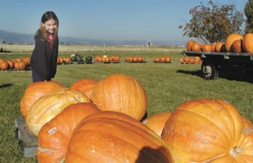 Visitor spending increases