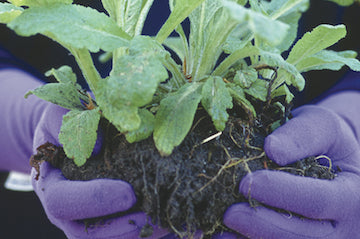 Herbs for Montana gardens