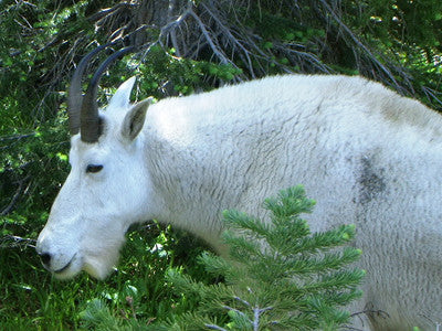 Glacier Park sets May visitation record
