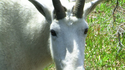Glacier National Park sees record visits in June