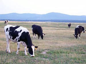 My Montana Farmer video: How Kalispell Kreamery makes delicious dairy products