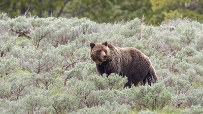 Grizzly bears emerging in northwest Montana