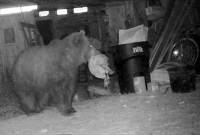 Chicken-eating bear killed near Kalispell