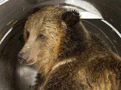 Grizzly Discovery Center helps troubled bears