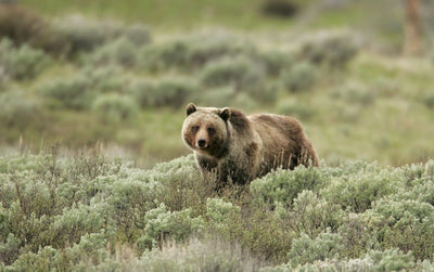 State considers grizzly bear hunts