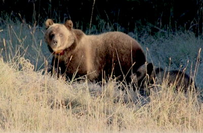 Montanans have mixed views of grizzly bears