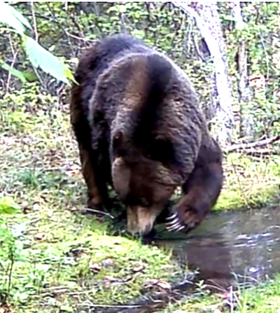 Grizzly bears exploring closer to Missoula