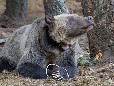 Six grizzly bears killed in conflicts with humans