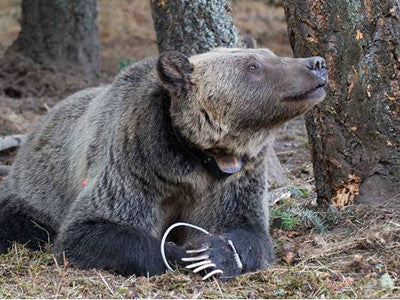 Grizzly bear kills man on mountain bike