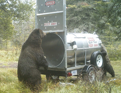 Grizzly bear monitoring program begins in Glacier  Park