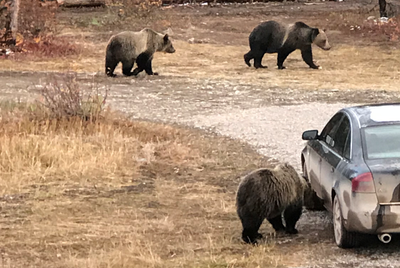 Bears slashing, dashing for food