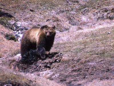 Grizzly bears coming out of hibernation