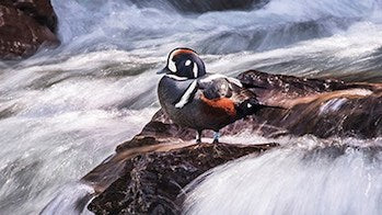 Sea ducks migrate to Glacier National Park