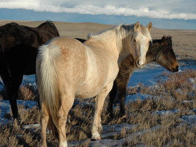 Town with a heart: Heart Butte, Montana