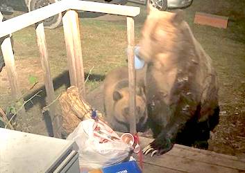 Grizzly bears killed for stealing food