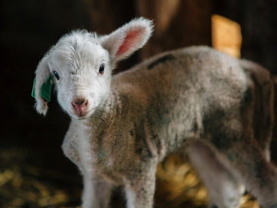 Lambing season full of surprises