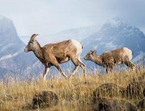 Wild Things: Bighorn Sheep