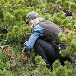 New book on Rocky Mountain mushrooms