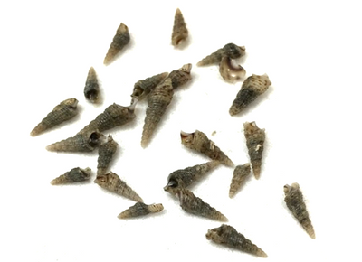 Invasive species sneaking into Montana