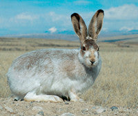 Montana's white-tailed jackrabbit