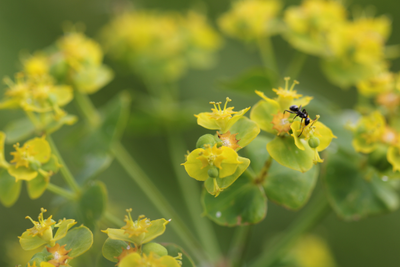 Realtors offered training on noxious weeds