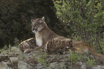 Keen Predators: Montana's mountain lions