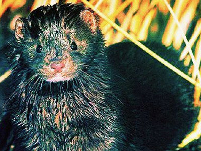 Montana's Mysterious Mink