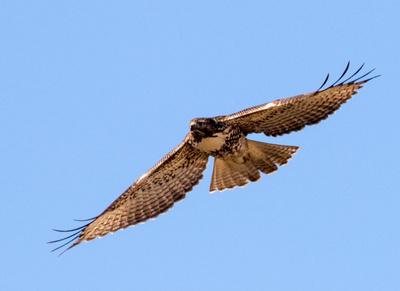 Montana Audubon presents raptor class